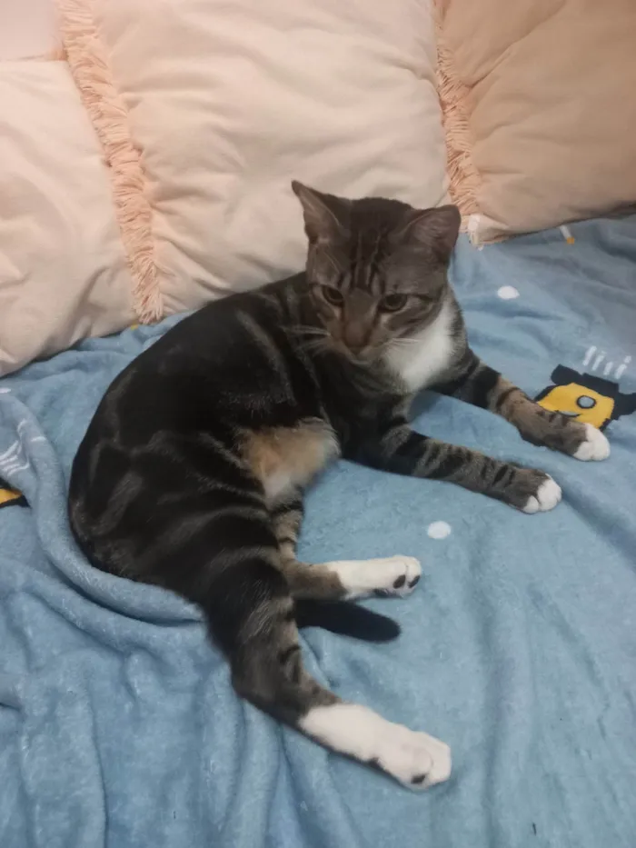 Gato ra a Exótico idade 7 a 11 meses nome Yude