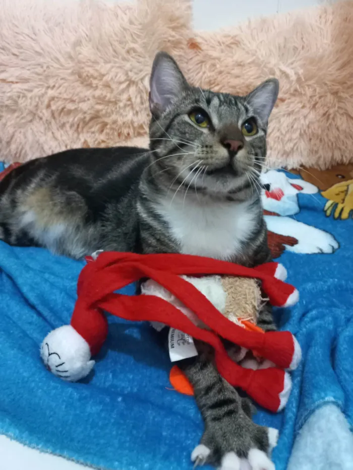 Gato ra a Exótico idade 7 a 11 meses nome Yude