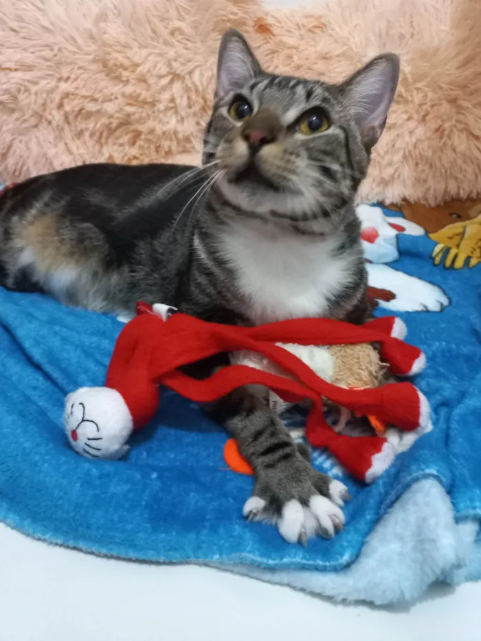 Gato ra a Exótico idade 7 a 11 meses nome Yude