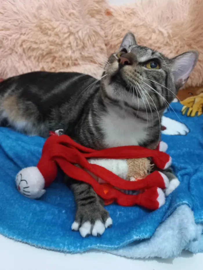 Gato ra a Exótico idade 7 a 11 meses nome Yude