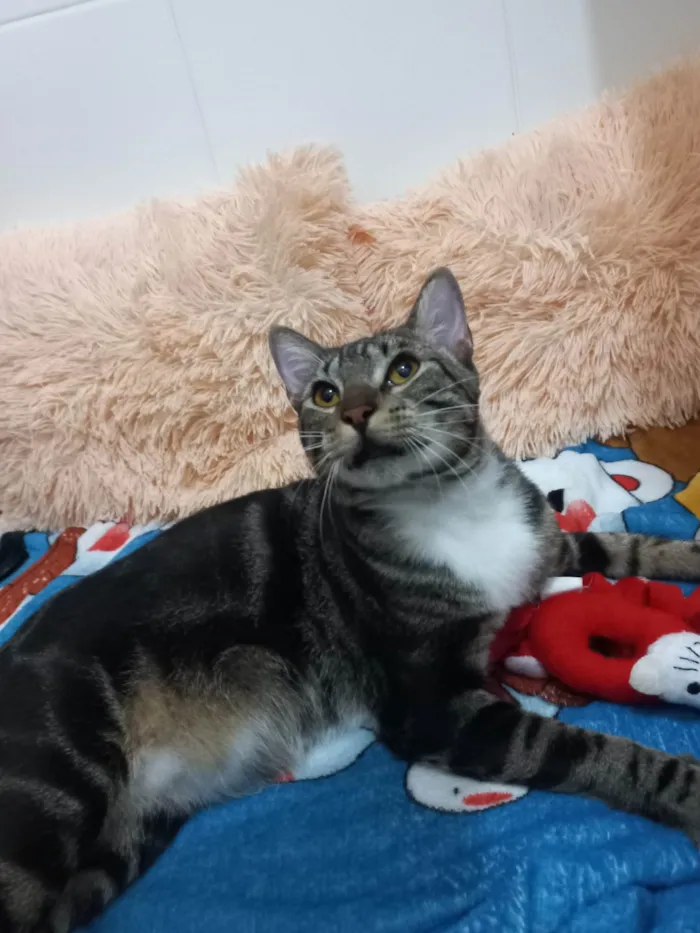 Gato ra a Exótico idade 7 a 11 meses nome Yude
