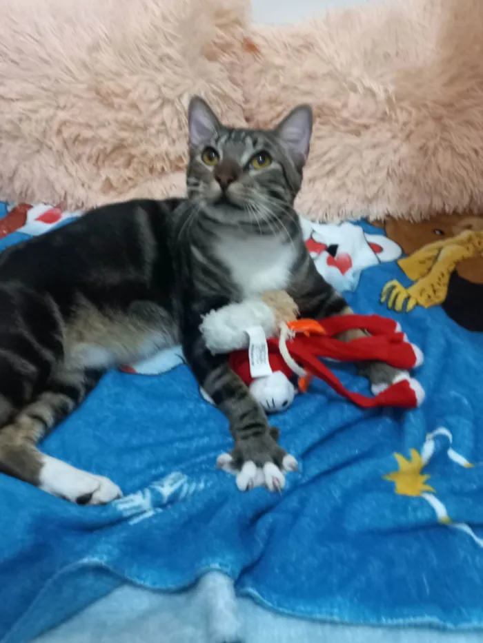 Gato ra a Exótico idade 7 a 11 meses nome Yude