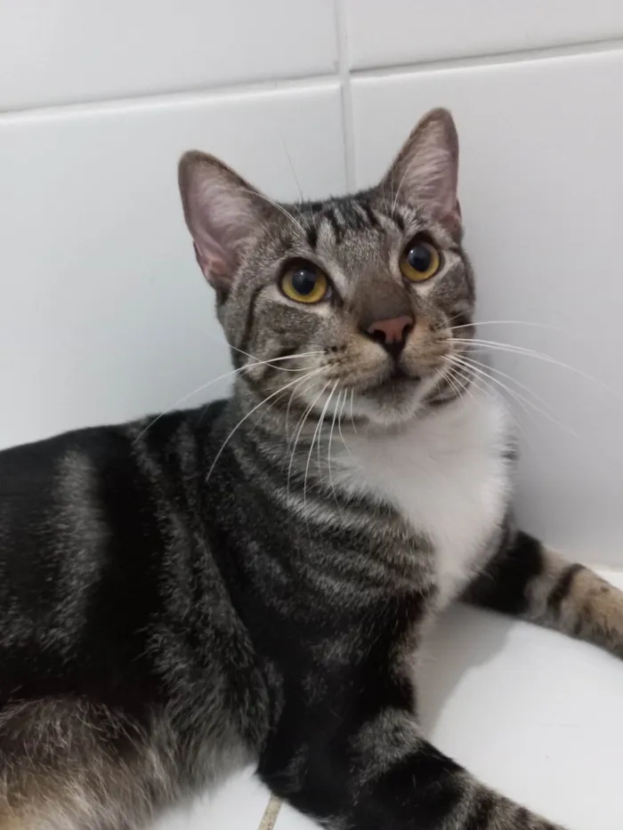 Gato ra a Exótico idade 7 a 11 meses nome Yude