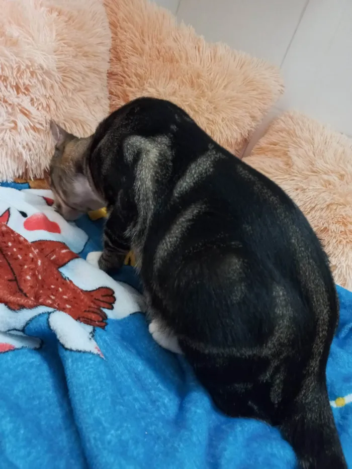 Gato ra a Exótico idade 7 a 11 meses nome Yude