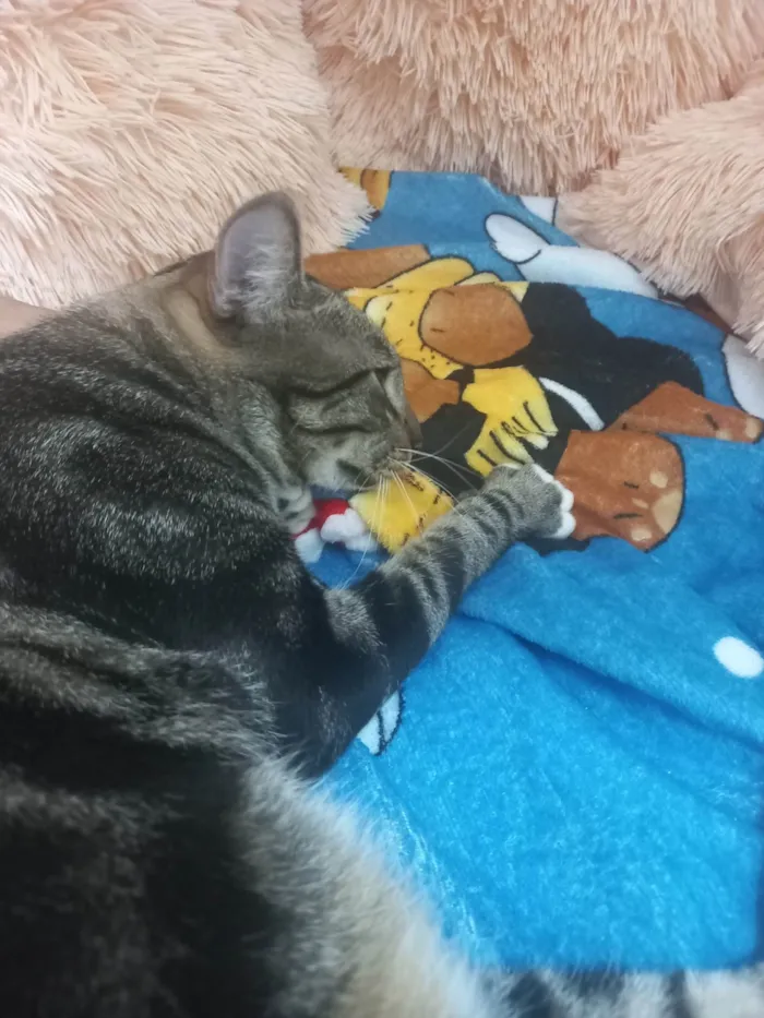 Gato ra a Exótico idade 7 a 11 meses nome Yude