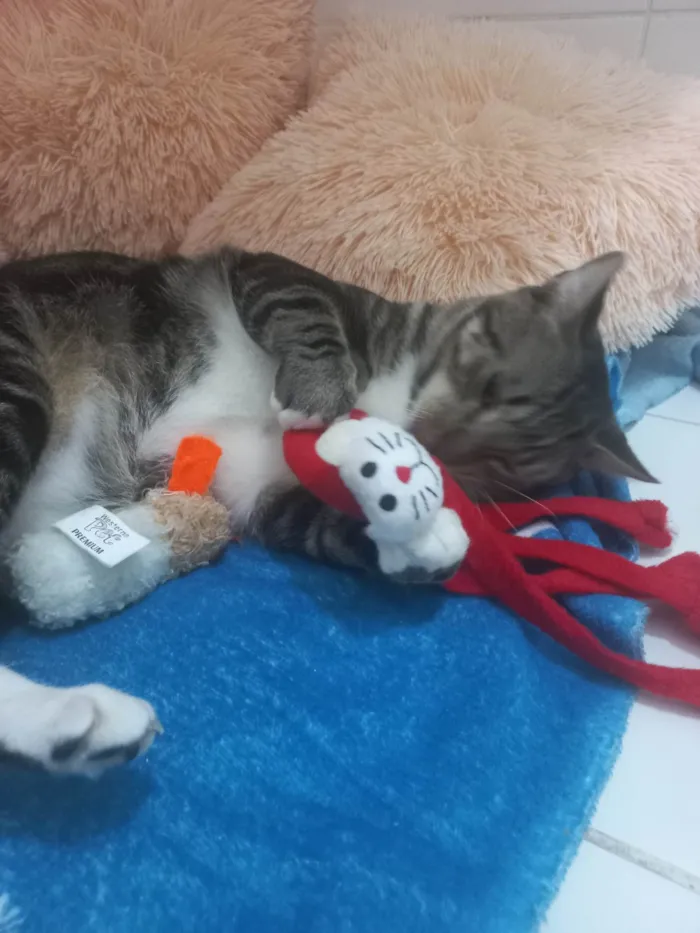 Gato ra a Exótico idade 7 a 11 meses nome Yude