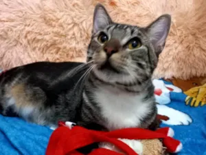 Gato raça Exótico idade 7 a 11 meses nome Yude