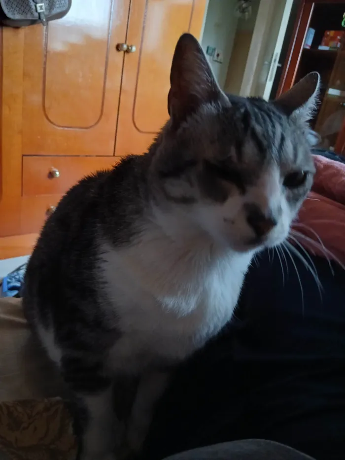 Gato ra a SRD-ViraLata idade 6 ou mais anos nome Fernanda Ribeiro Campos