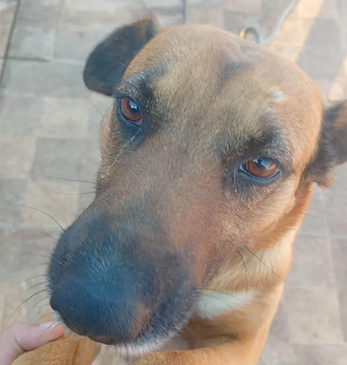 Cachorro ra a SRD-ViraLata idade 1 ano nome Toto