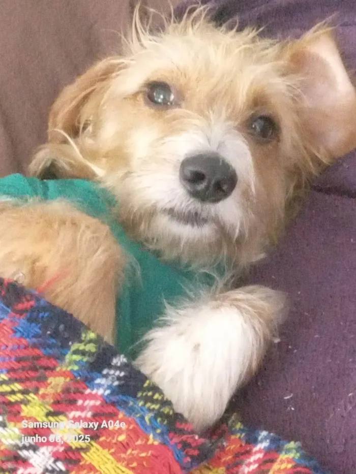 Cachorro ra a SRD-ViraLata idade 1 ano nome Caramela