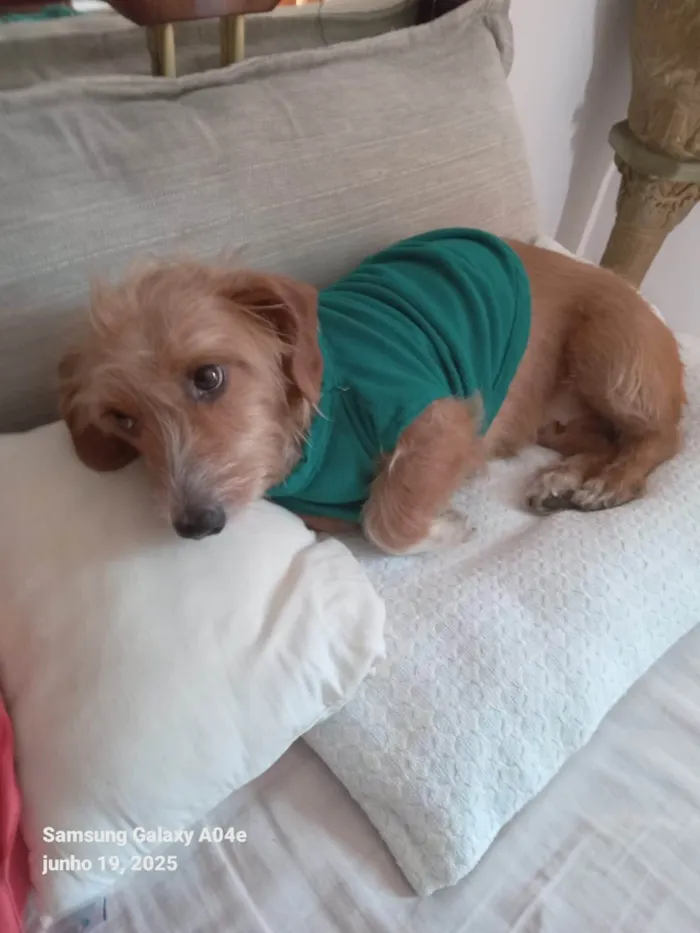 Cachorro ra a SRD-ViraLata idade 1 ano nome Caramela