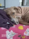 Caramela