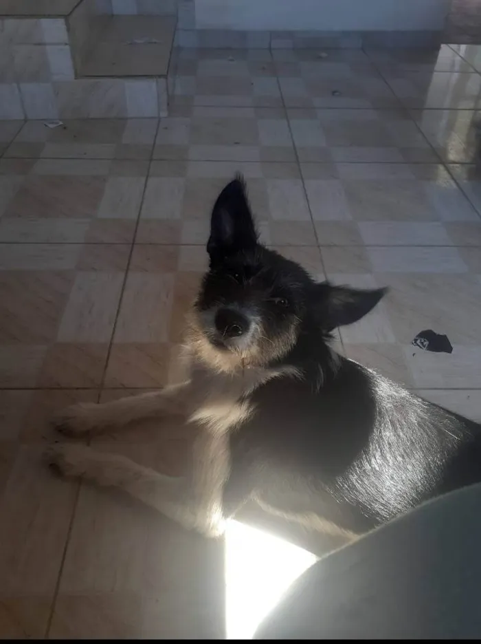 Cachorro ra a SRD-ViraLata idade 1 ano nome Mary jane 