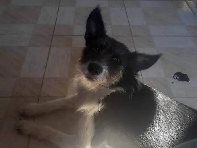 Cachorro ra a SRD-ViraLata idade 1 ano nome Mary jane 