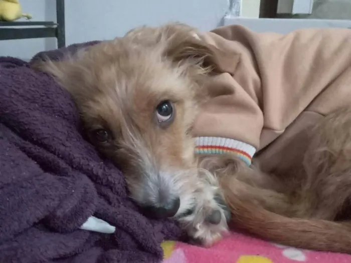 Cachorro ra a SRD-ViraLata idade 1 ano nome Caramela