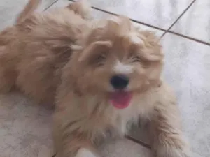 Cachorro raça Shitzu idade 2 a 6 meses nome Paçoca 