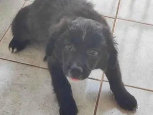 Cachorro raça SRD-ViraLata idade 2 a 6 meses nome Sem nome