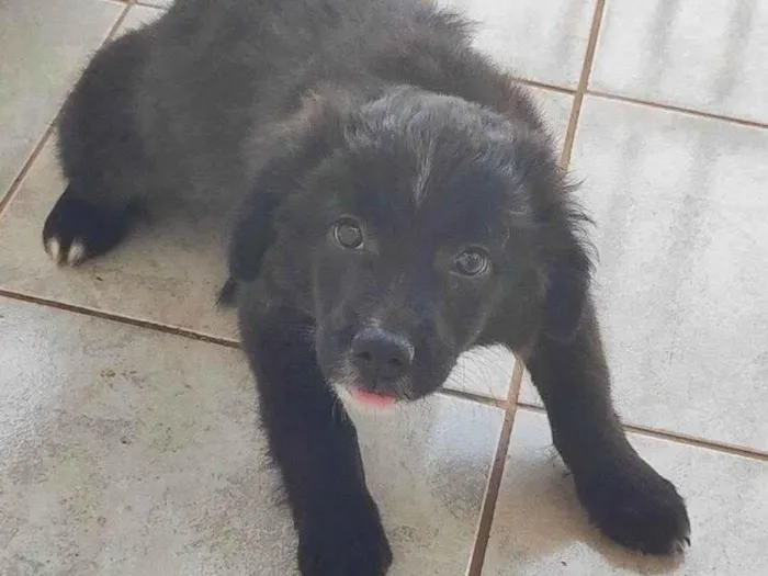 Cachorro ra a SRD-ViraLata idade 2 a 6 meses nome Sem nome