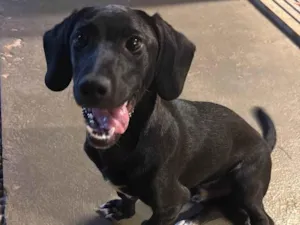 Cachorro raça Basset-Cofap idade 7 a 11 meses nome Não sei o nome