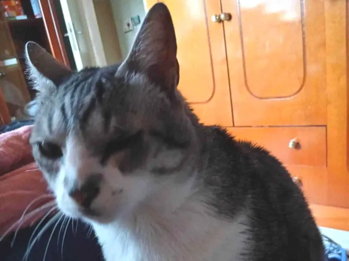 Gato ra a SRD-ViraLata idade 6 ou mais anos nome Fernanda Ribeiro Campos