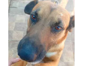 Cachorro raça SRD-ViraLata idade 1 ano nome Toto