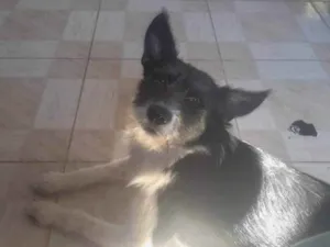 Cachorro raça SRD-ViraLata idade 1 ano nome Mary jane 