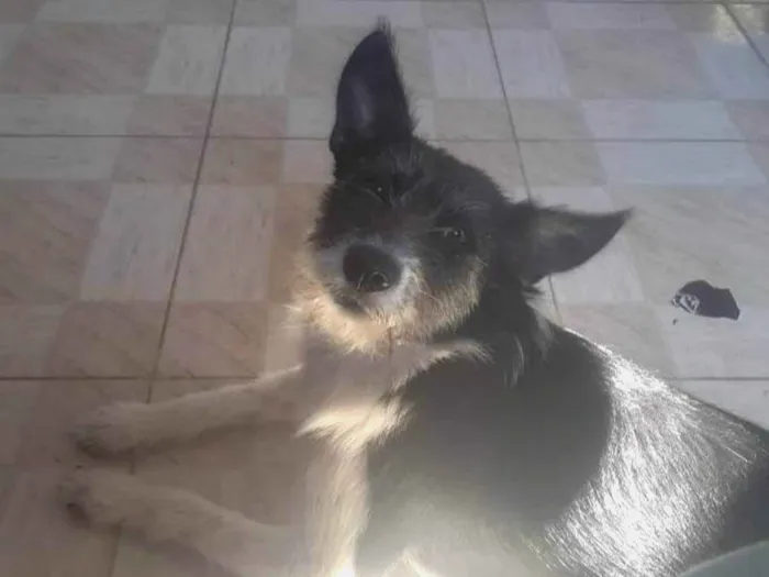 Cachorro ra a SRD-ViraLata idade 1 ano nome Mary jane 