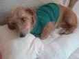Caramela