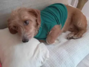Cachorro raça SRD-ViraLata idade 1 ano nome Caramela