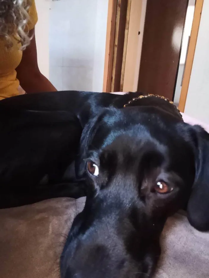 Cachorro ra a SRD-ViraLata idade 2 a 6 meses nome Falar com Cleber - Whats 11 99739-3060