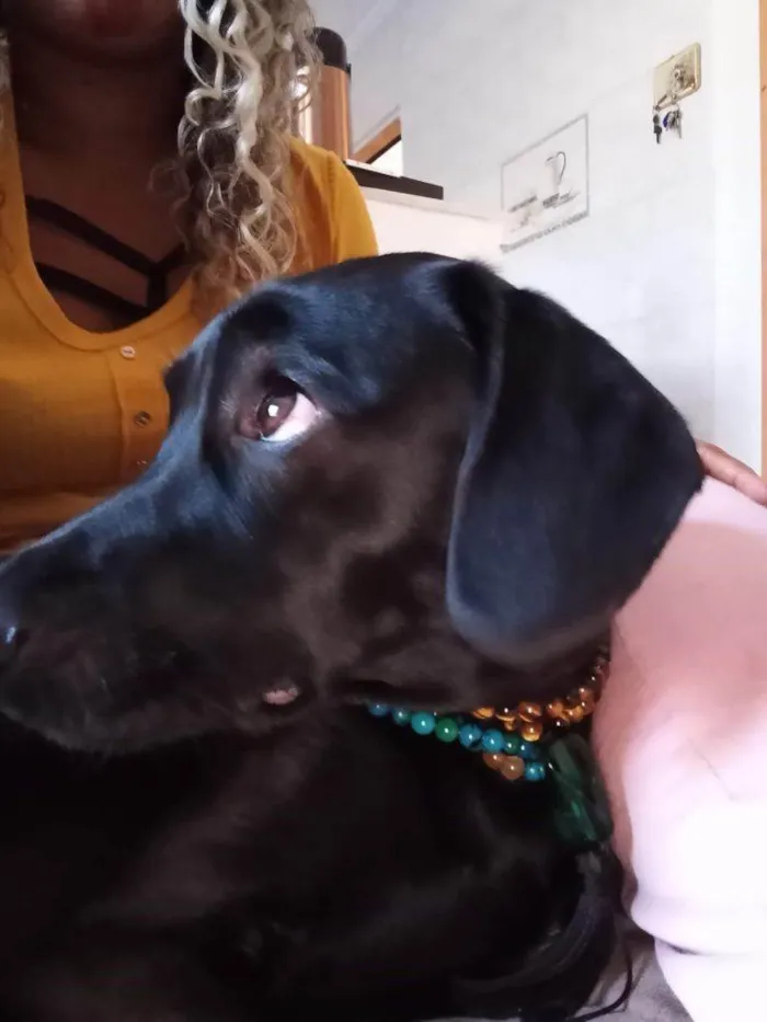 Cachorro ra a SRD-ViraLata idade 2 a 6 meses nome Falar com Cleber - Whats 11 99739-3060