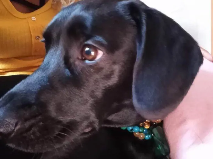 Cachorro ra a SRD-ViraLata idade 2 a 6 meses nome Falar com Cleber - Whats 11 99739-3060