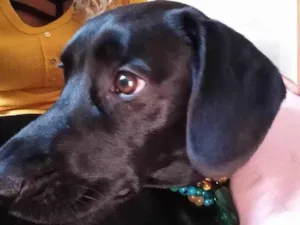 Cachorro raça SRD-ViraLata idade 2 a 6 meses nome Falar com Cleber - Whats 11 99739-3060