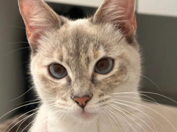 Gato ra a SRD-ViraLata idade 2 a 6 meses nome Falar com Giulia - Whats 11 97056-7608