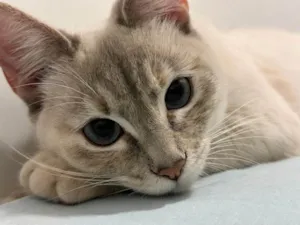Gato raça SRD-ViraLata idade 2 a 6 meses nome Falar com Giulia - Whats 11 97056-7608