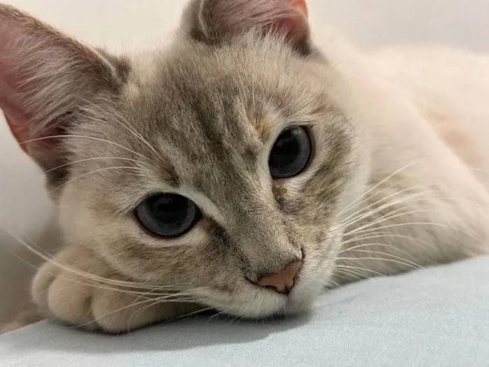 Gato ra a SRD-ViraLata idade 2 a 6 meses nome Falar com Giulia - Whats 11 97056-7608