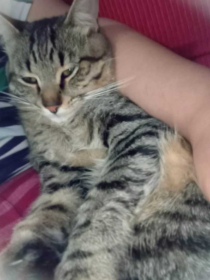 Cachorro ra a SRD-ViraLata idade 7 a 11 meses nome Tigrinho 