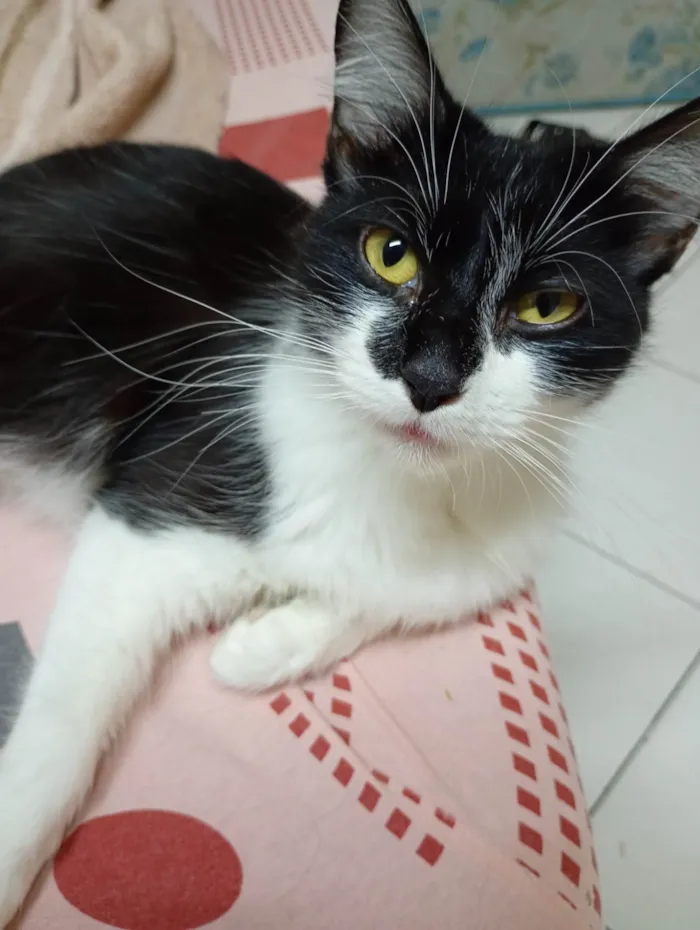 Gato ra a SRD-ViraLata idade 1 ano nome Cristal