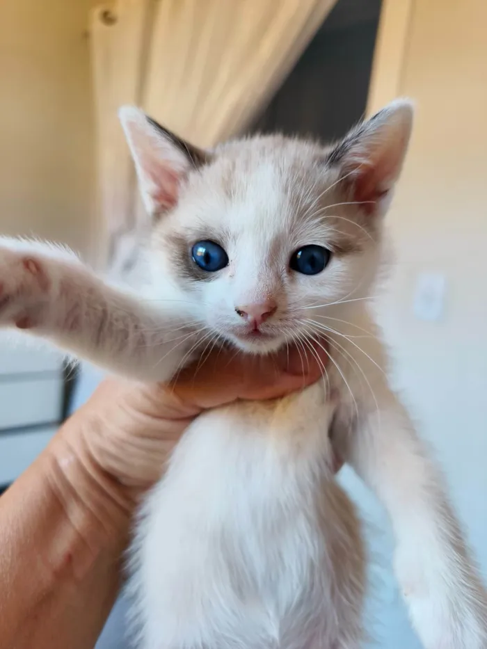 Gato ra a SRD-ViraLata idade Abaixo de 2 meses nome Avelã