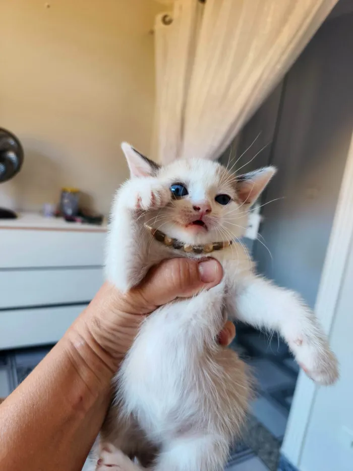 Gato ra a SRD-ViraLata idade Abaixo de 2 meses nome Avelã