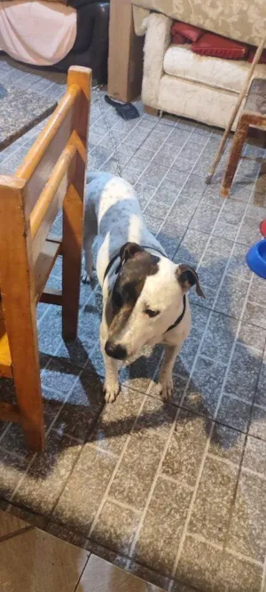 Cachorro raça SRD-ViraLata idade 2 a 6 meses nome Falar com Cláudia - Whats 11 98490-7654