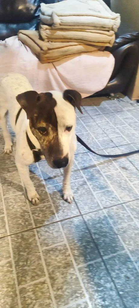Cachorro ra a SRD-ViraLata idade 2 a 6 meses nome Falar com Cláudia - Whats 11 98490-7654