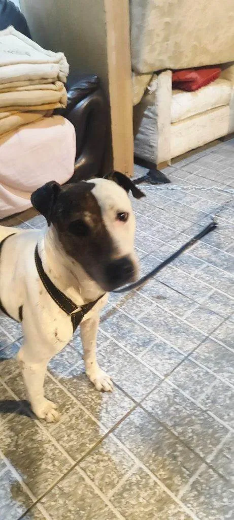 Cachorro ra a SRD-ViraLata idade 2 a 6 meses nome Falar com Cláudia - Whats 11 98490-7654