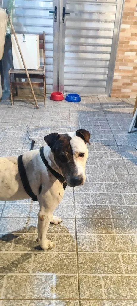 Cachorro ra a SRD-ViraLata idade 2 a 6 meses nome Falar com Cláudia - Whats 11 98490-7654