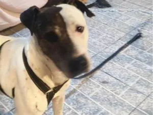 Cachorro raça SRD-ViraLata idade 2 a 6 meses nome Falar com Cláudia - Whats 11 98490-7654