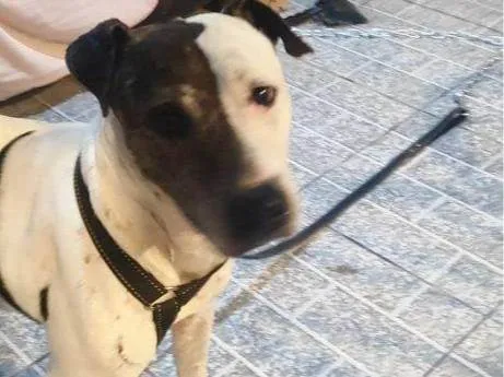 Cachorro ra a SRD-ViraLata idade 2 a 6 meses nome Falar com Cláudia - Whats 11 98490-7654