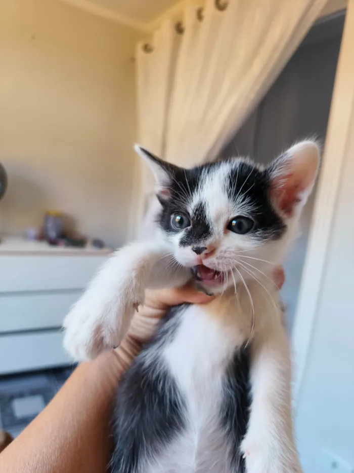 Gato ra a SRD-ViraLata idade Abaixo de 2 meses nome Tom