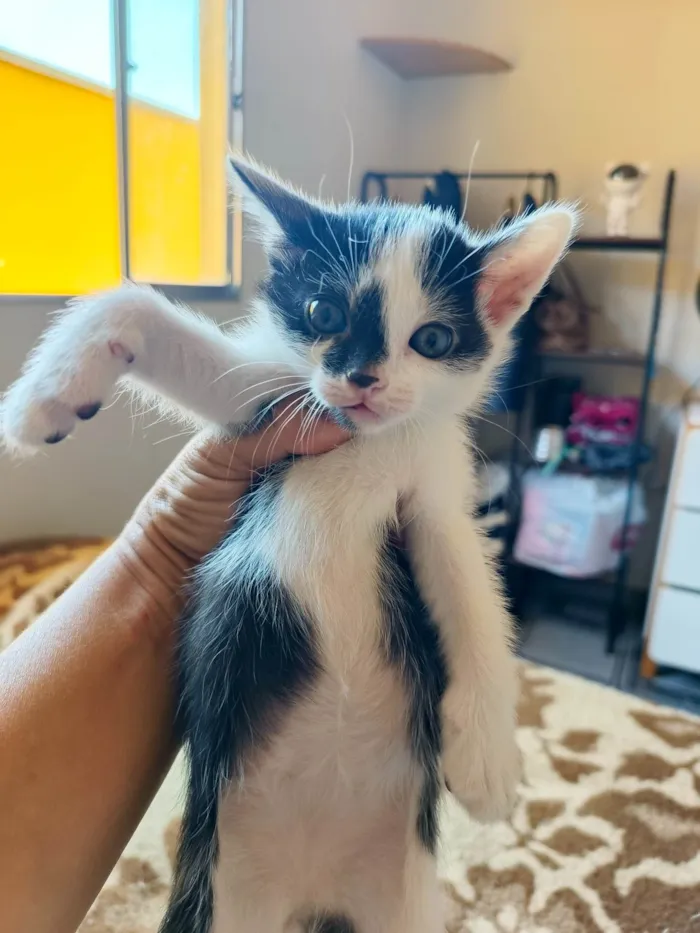 Gato ra a SRD-ViraLata idade Abaixo de 2 meses nome Tom