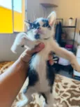 Tom