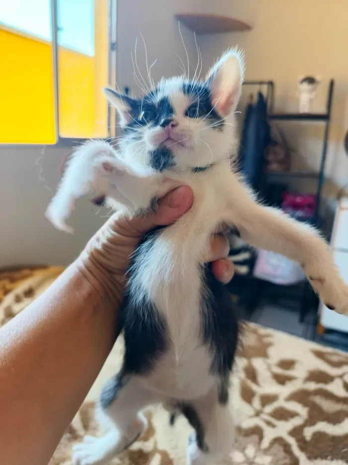 Gato ra a SRD-ViraLata idade Abaixo de 2 meses nome Tom